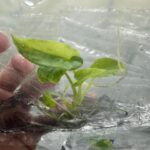 Alocasia Lauterbachiana variegated