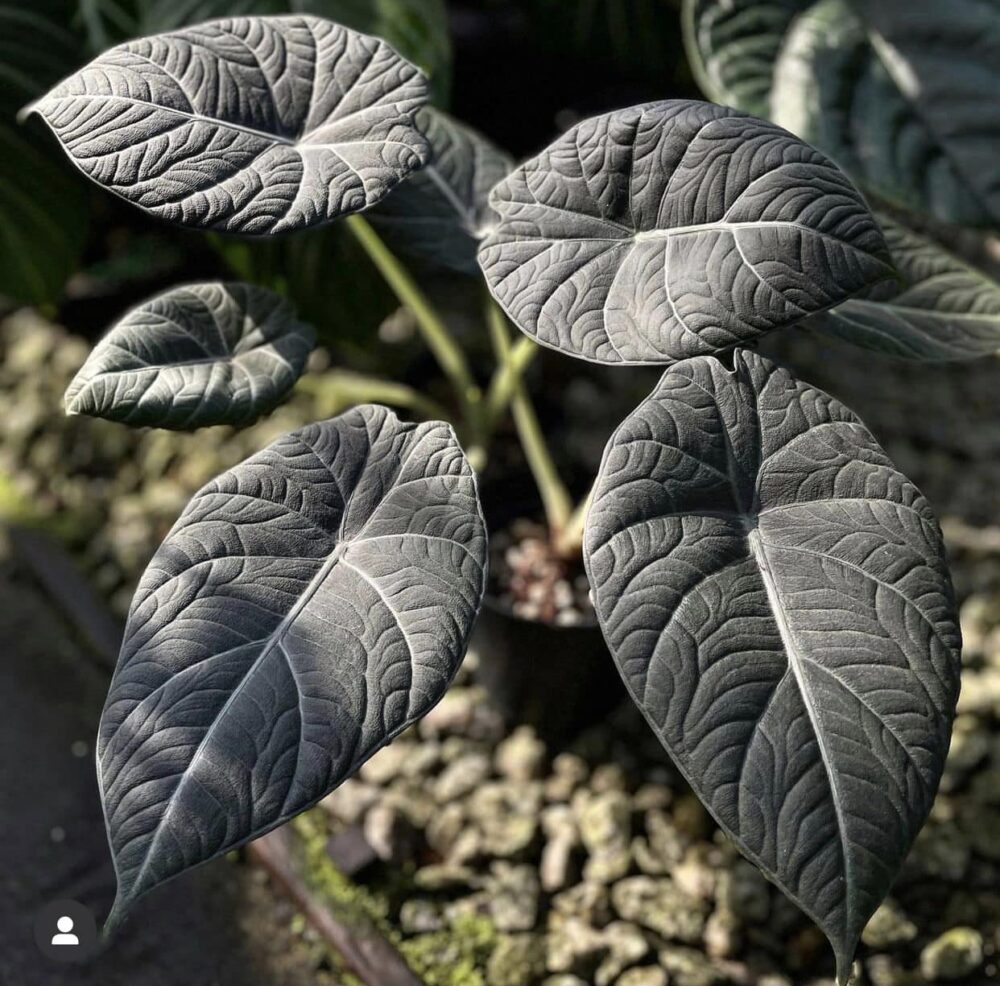 Alocasia Maharani