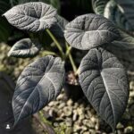 Alocasia Maharani