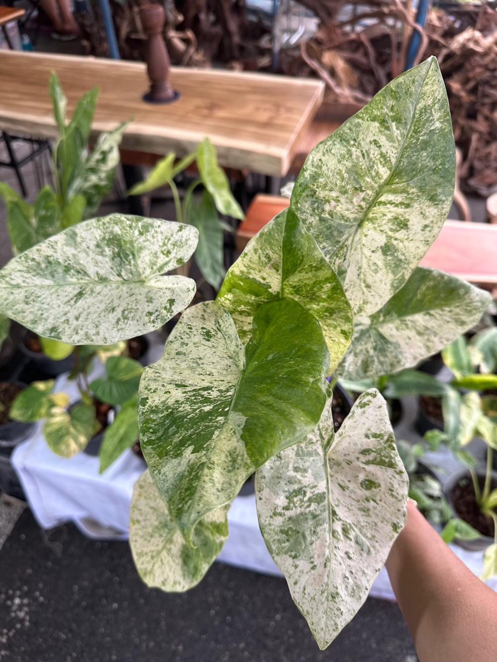 Alocasia Odora Batik variegated