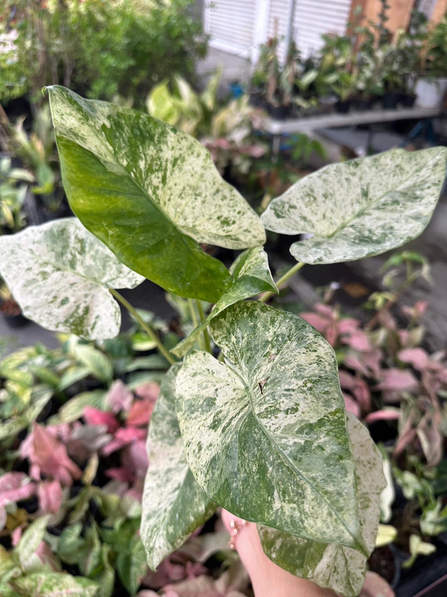 Alocasia Odora Batik variegated