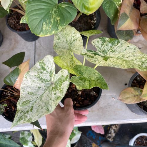 Tissue Culture - Alocasia Odora batik 1 Plant