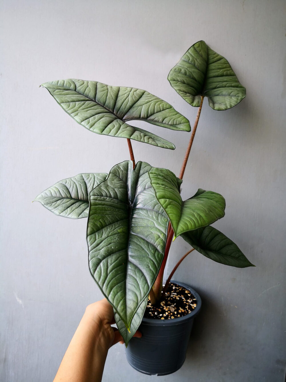 Alocasia Platinum