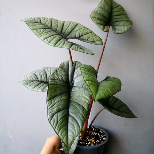 Tissue Culture - Alocasia Platinum 10 Plants