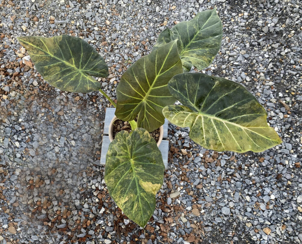 Alocasia Regal Shield variegated