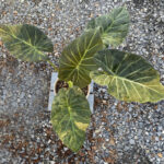 Alocasia Regal Shield variegated
