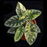 Alocasia Sinuata variegated