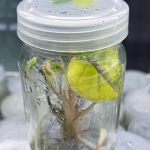 Alocasia Yucatan princess Variegated