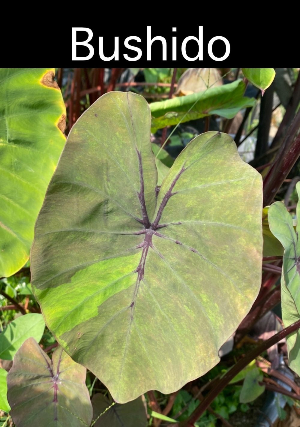 Colocasia Bushido