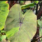 Colocasia Bushido