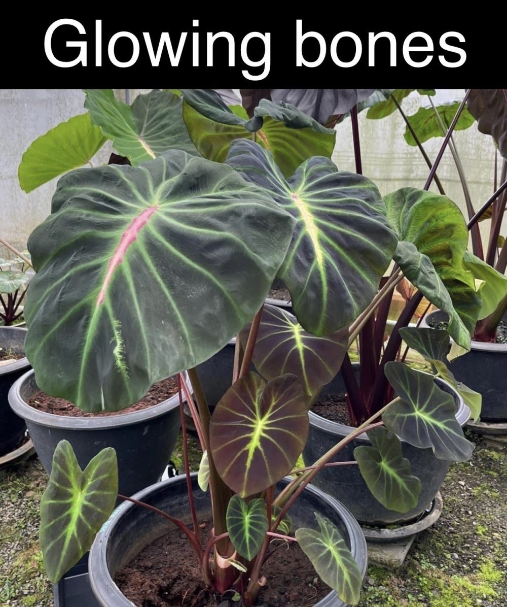 Colocasia Glowing bones