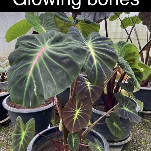 Colocasia Glowing bones