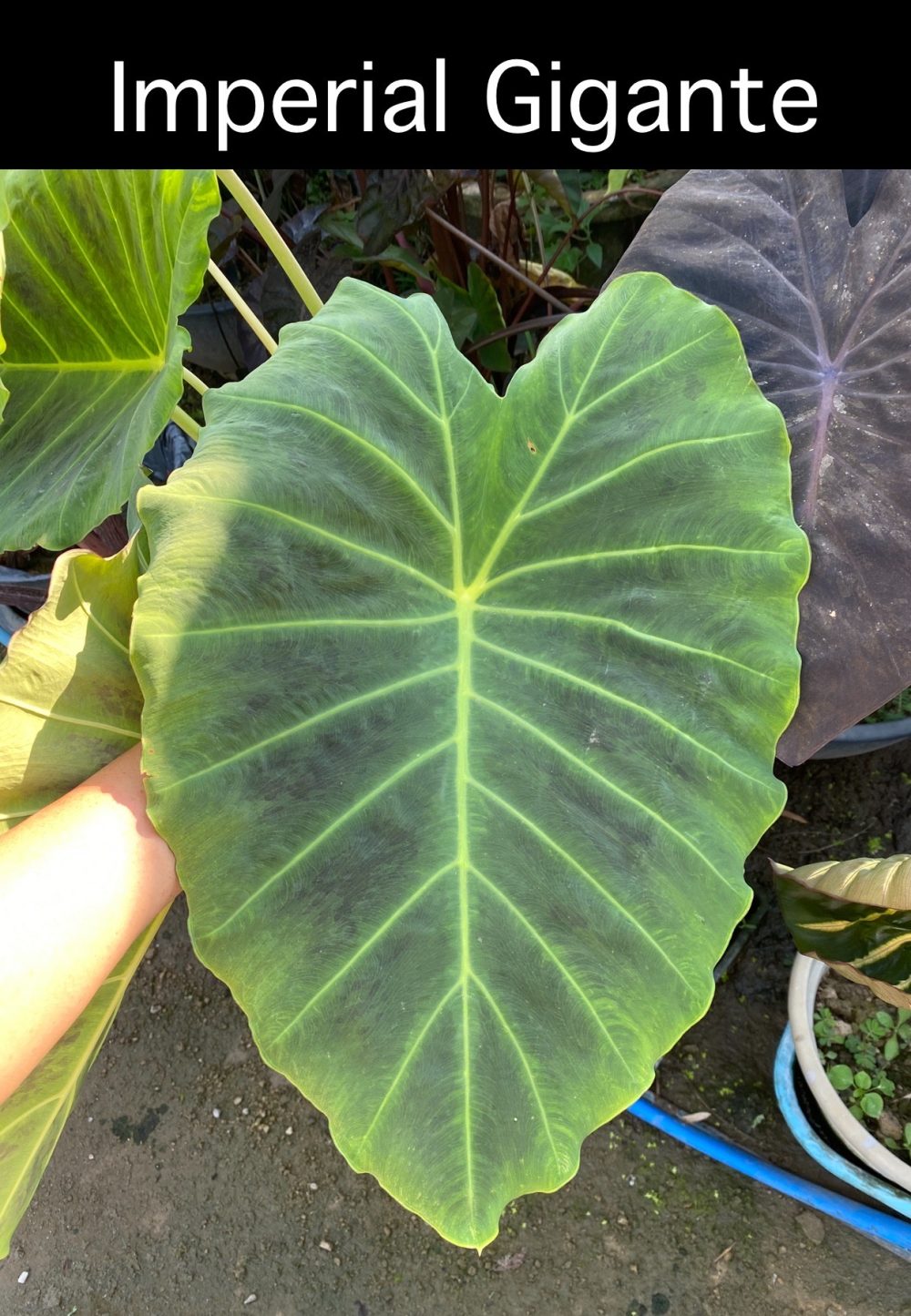 Colocasia Imperial Gigante