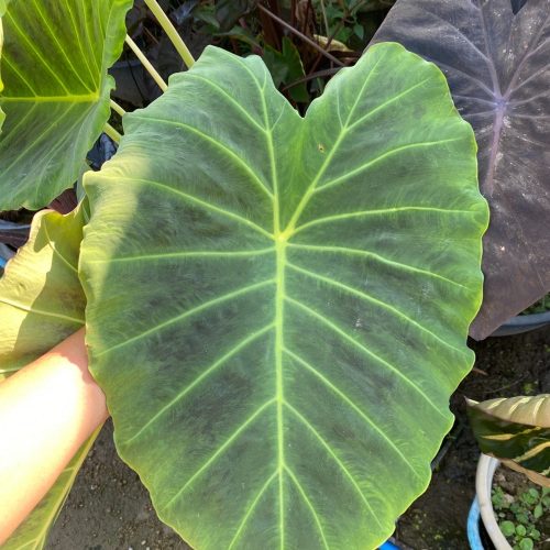 Colocasia Imperial Gigante