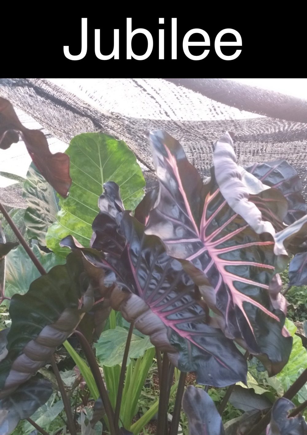 Colocasia Jubilee