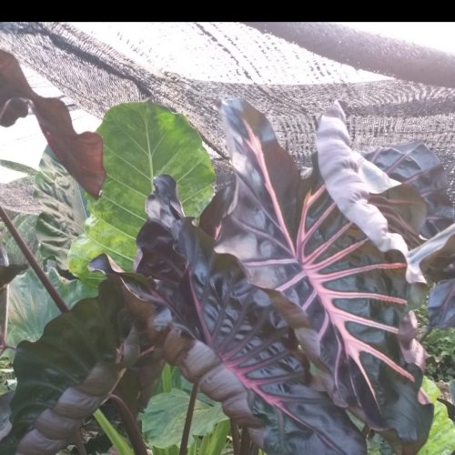 Colocasia Jubilee