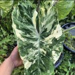 Colocasia Kirimas