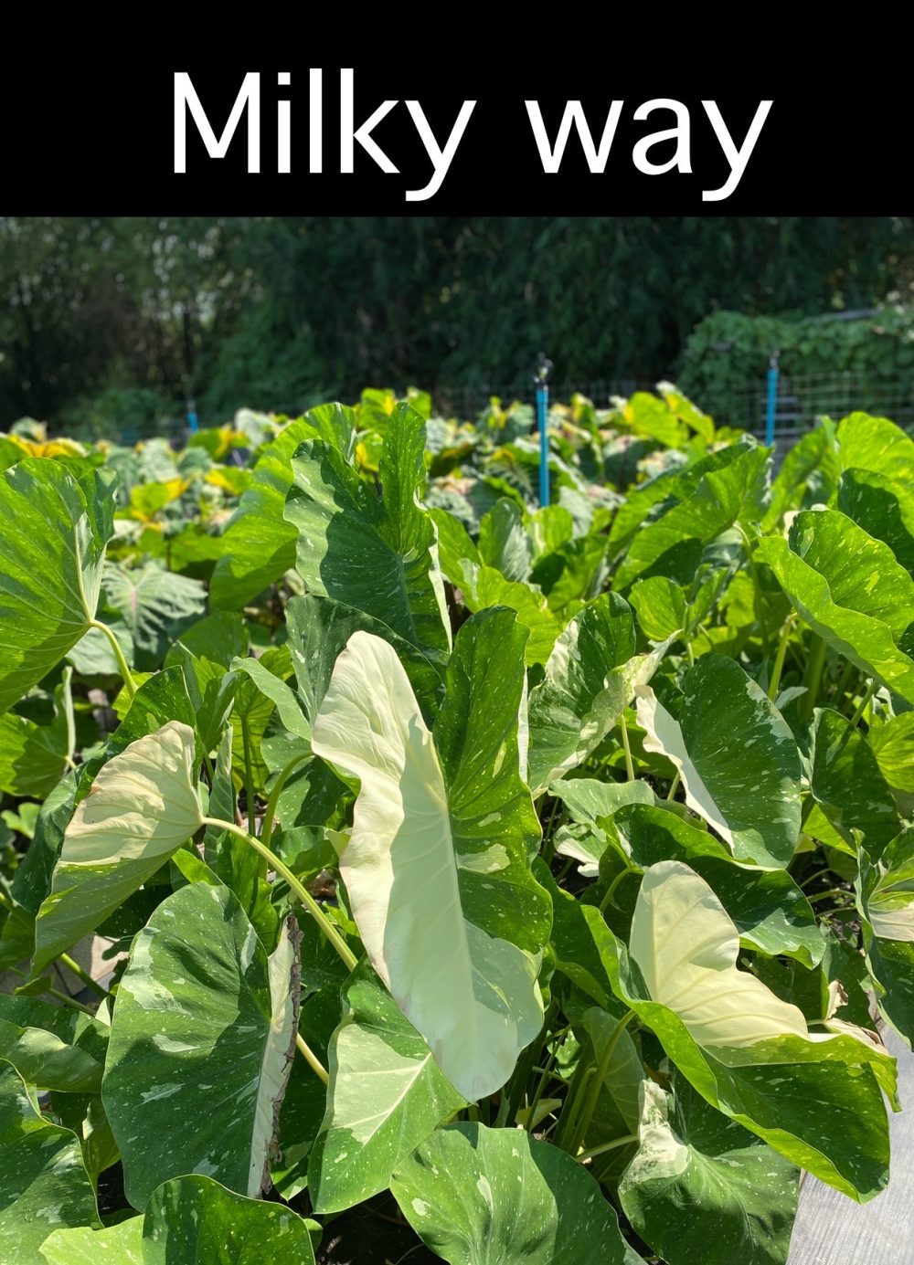 Colocasia Milky way