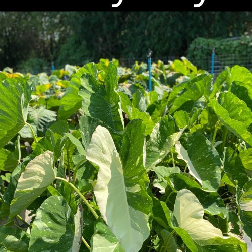 Colocasia Milky way