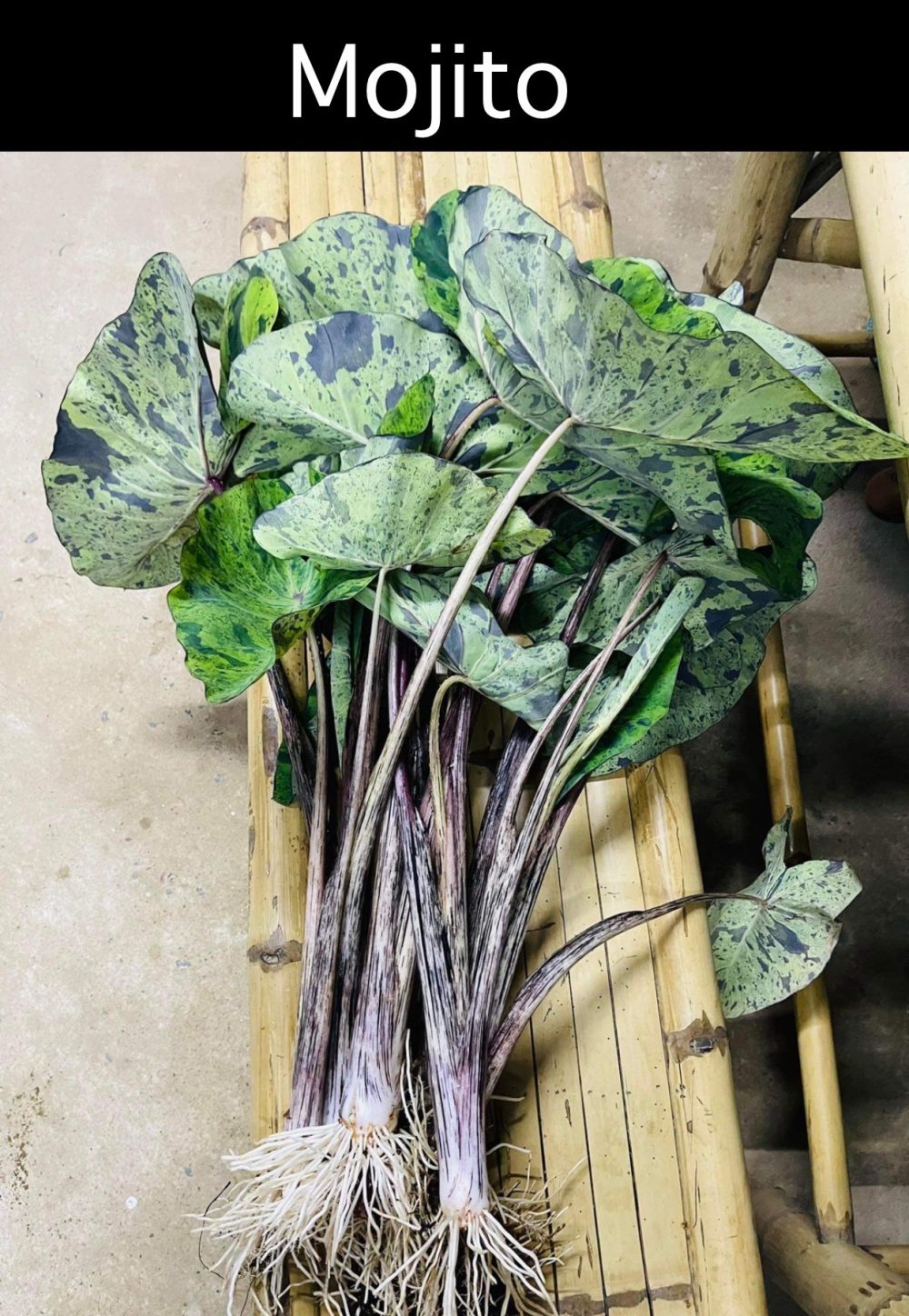 Colocasia Mojito