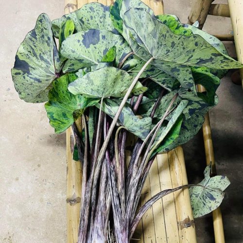 Colocasia Mojito