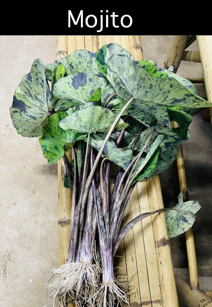 Colocasia Mojito | 6