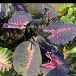 Colocasia Nirmala