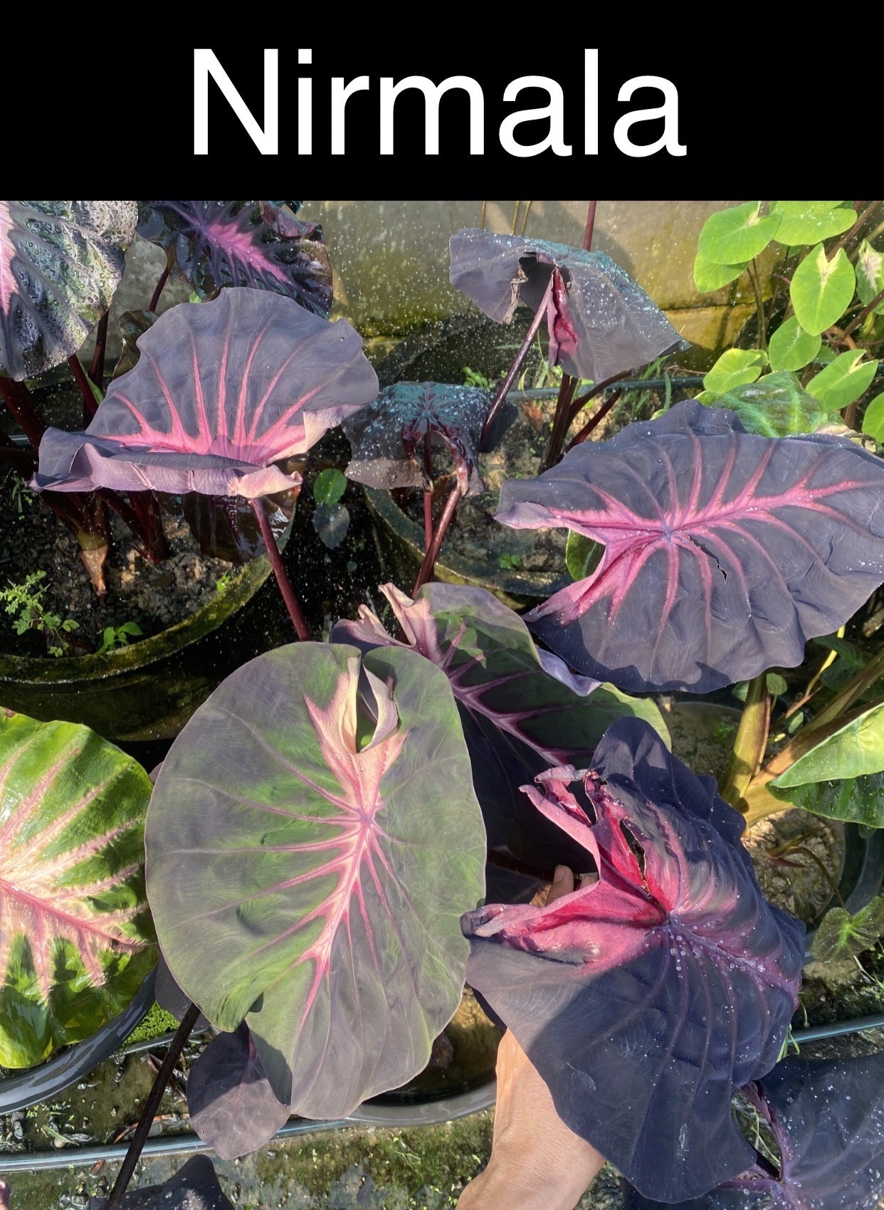 Colocasia Nirmala