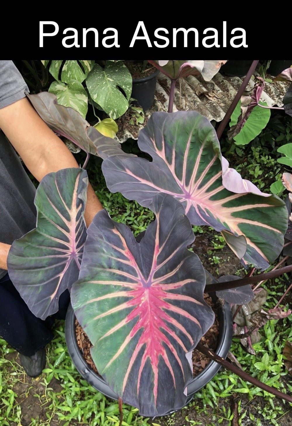 Colocasia Pana Asmala