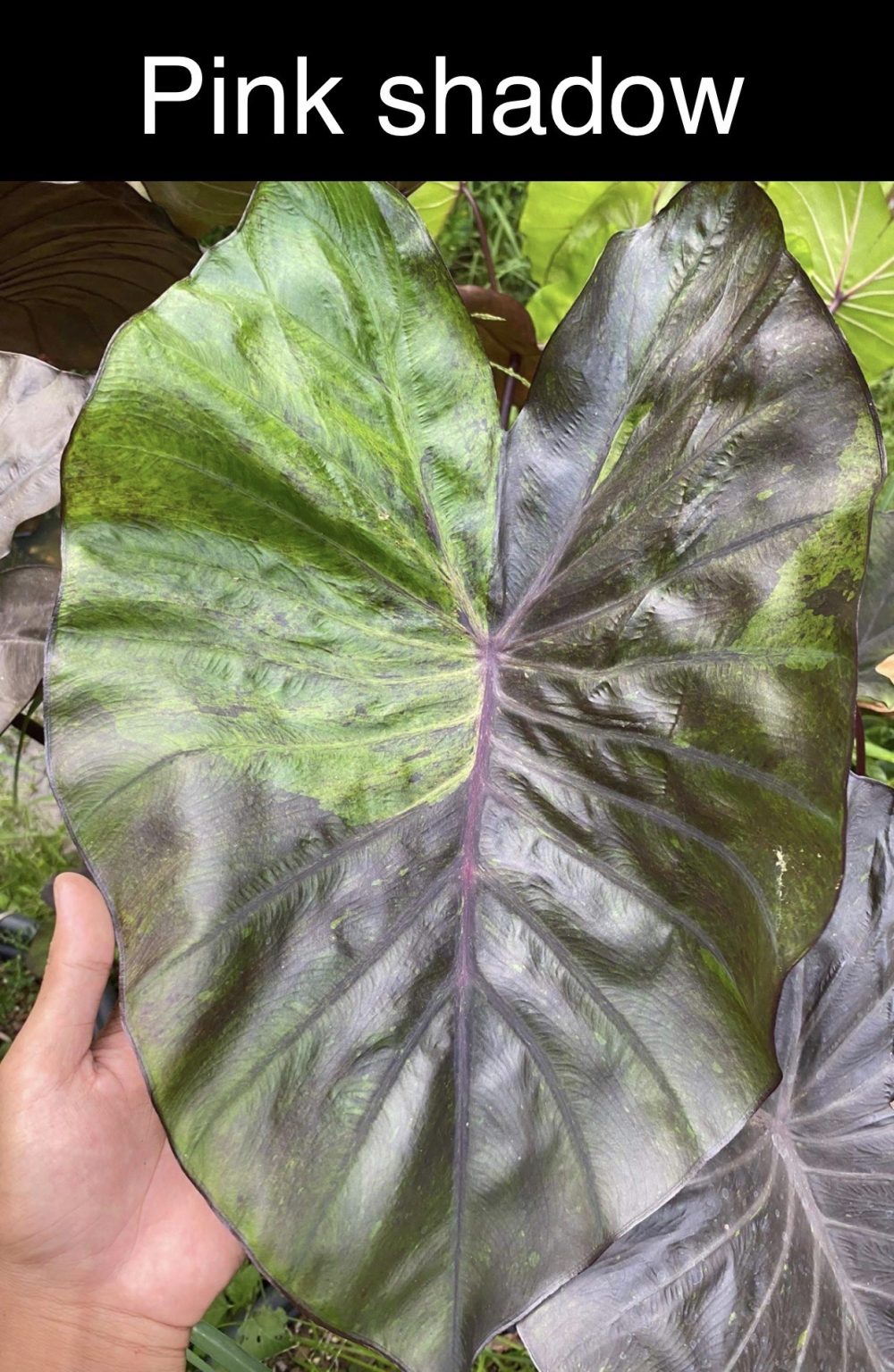 Colocasia Pink Shadow