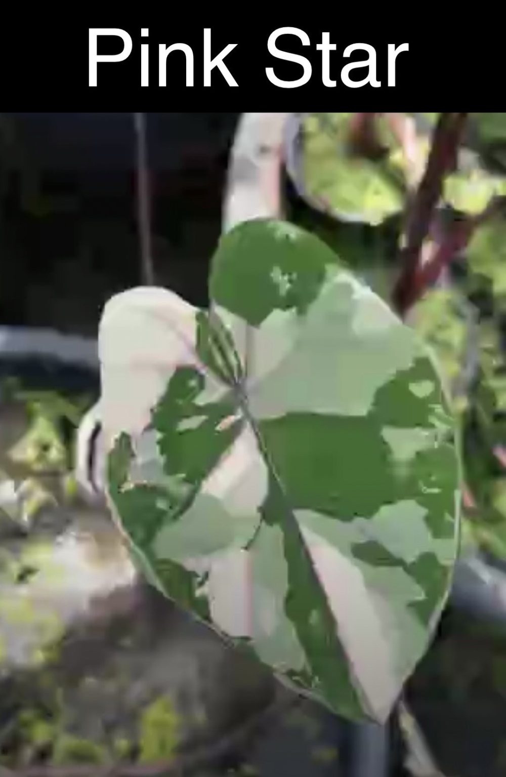 Colocasia Pink Star