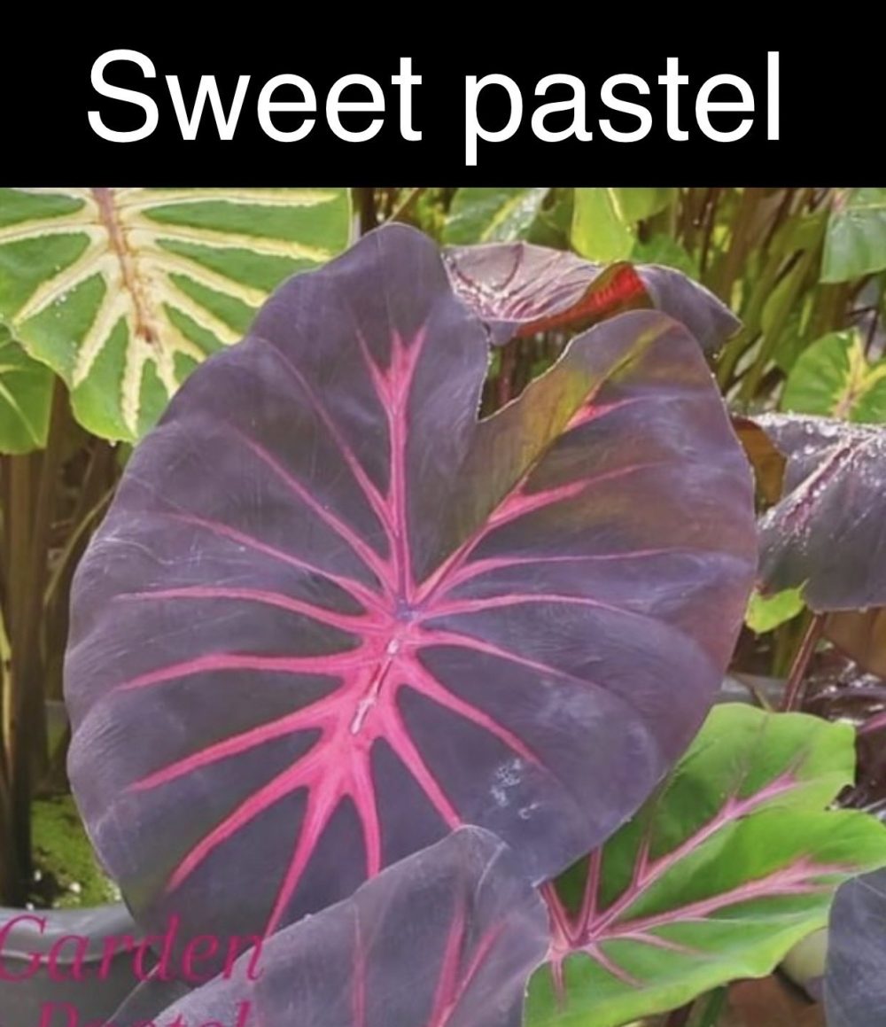 Colocasia Sweet Pastel