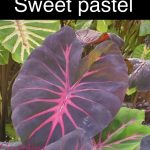 Colocasia Sweet Pastel