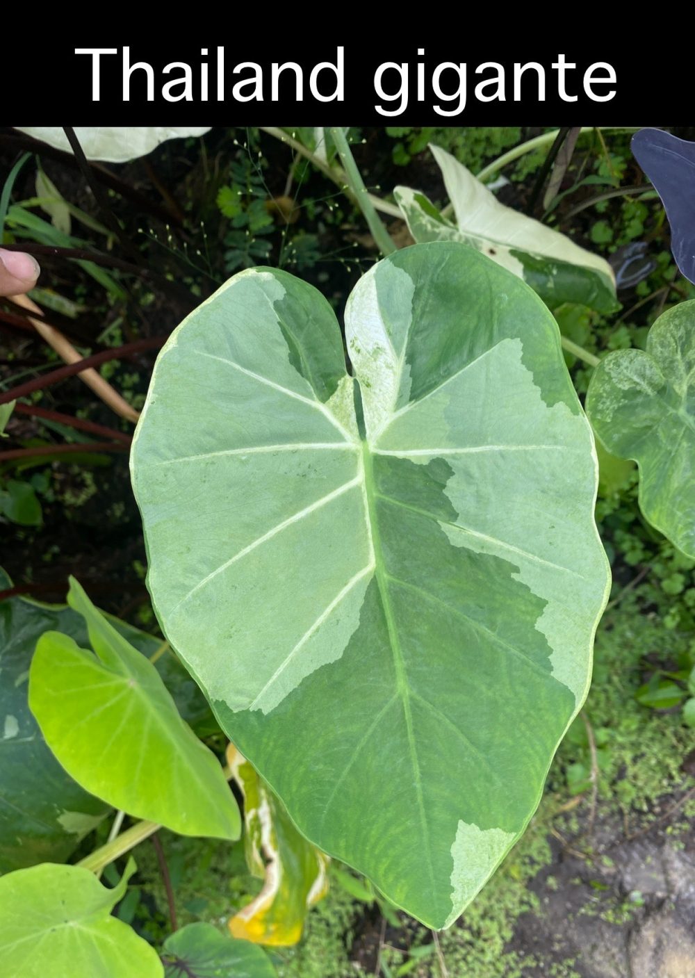 Colocasia Thailand Gigante