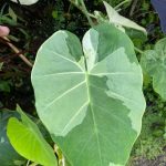 Colocasia Thailand Gigante