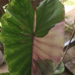 Colocasia Uengjumon