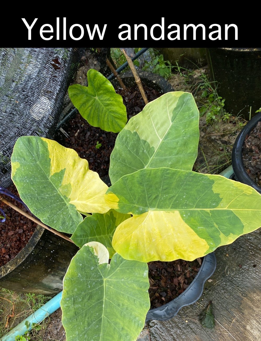 Colocasia Yellow andaman