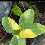 Colocasia Yellow andaman