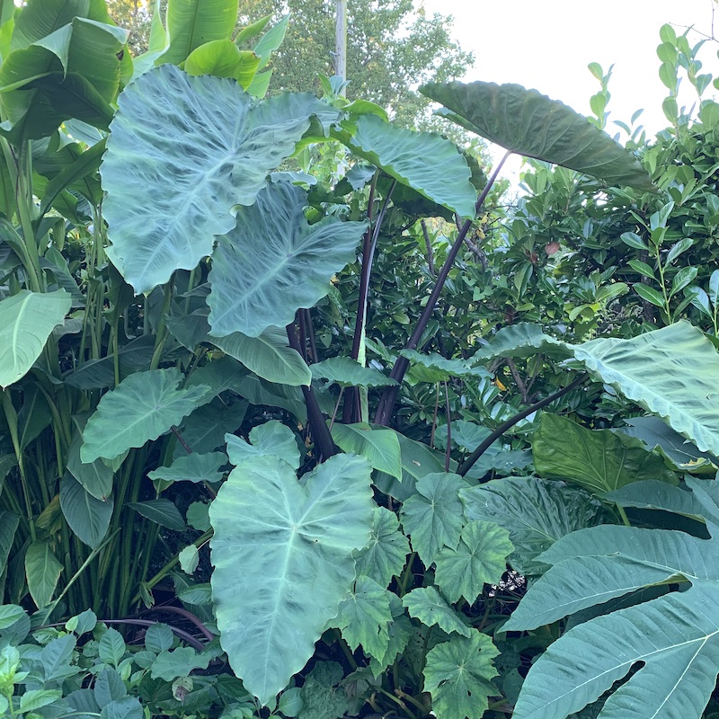 Colocasia antiquorium 'Black leaf Illustris'