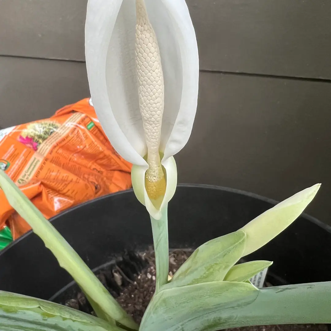 Flower colocasia gigantea