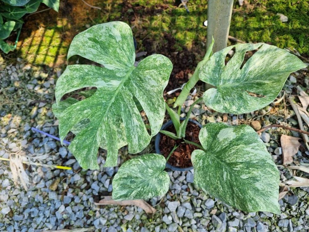 Monstera Green Snow