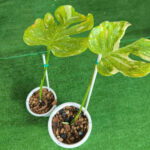 Monstera deliciosa 'Electrolyte'