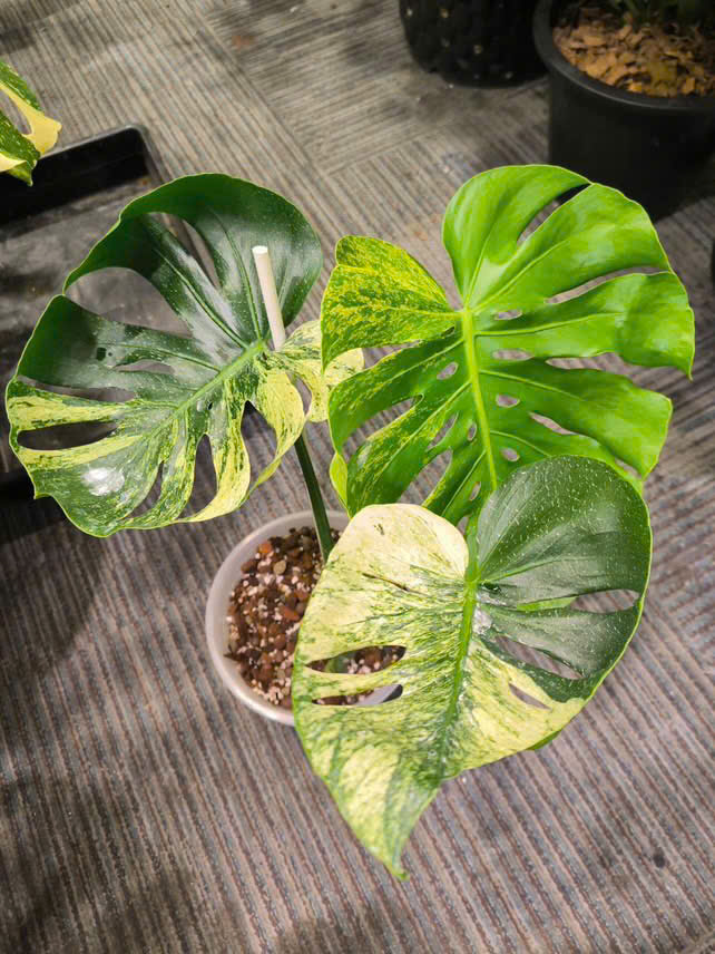 Monstera Deliciosa 'Mint Siam' Rare | Actual plant