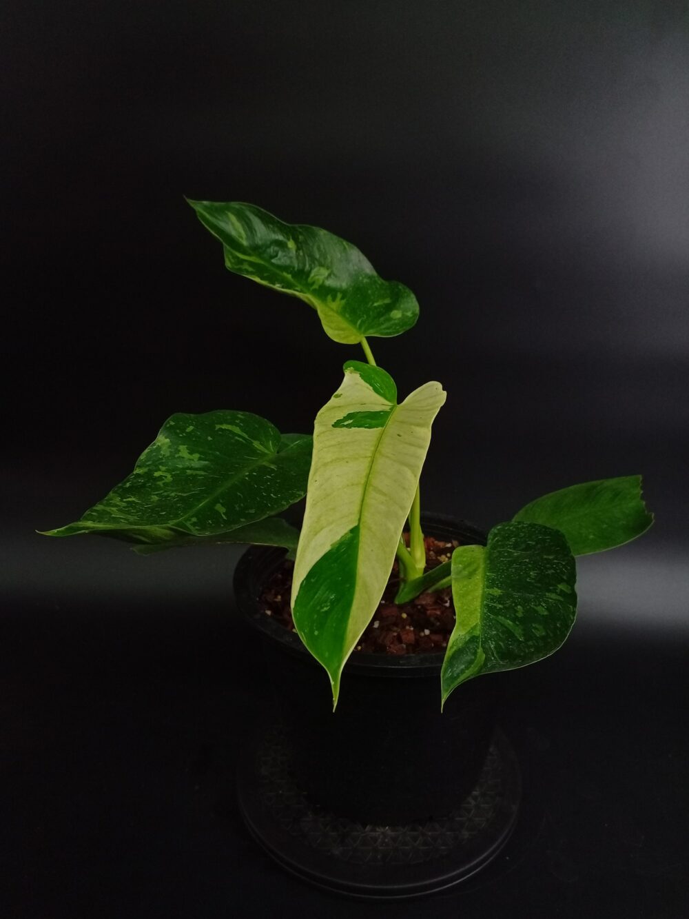 Philodendron Billietiae x Jose Buono