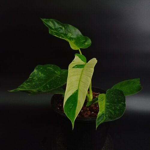 Philodendron Billietiae x Jose Buono