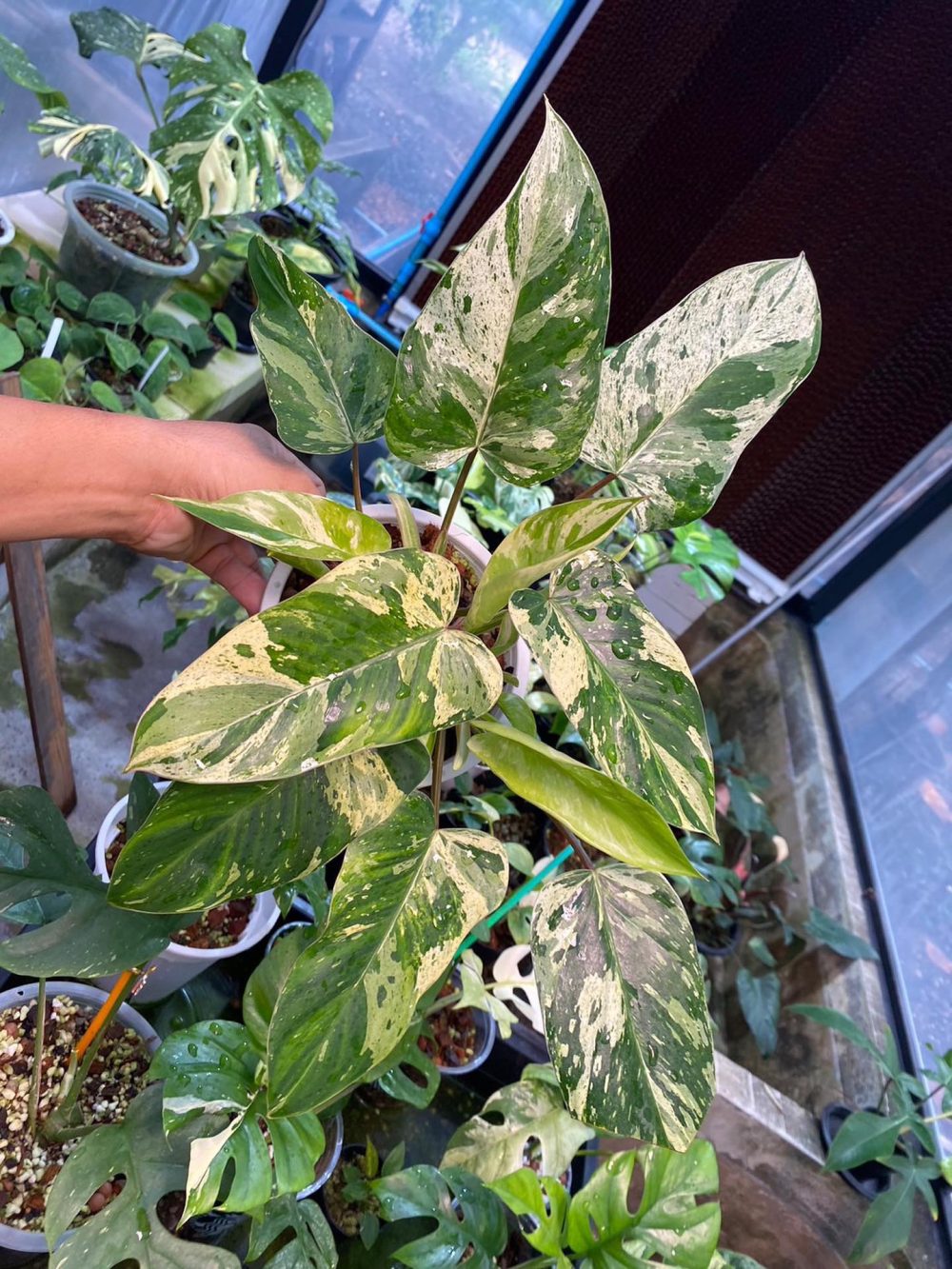 Philodendron Emerald Queen Variegated