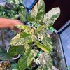 faux orchid plants Treasures by Tawanna Pair of Faux White Orchid Plants in Dark Green Ce
