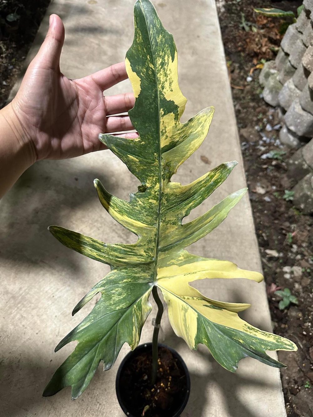 Philodendron Florida beauty X mayoi variegated