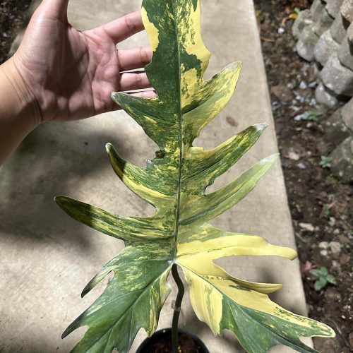 Philodendron Florida beauty X mayoi variegated