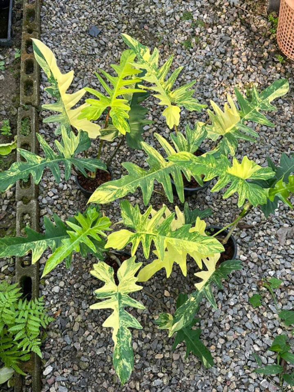 Philodendron Florida Beauty x Mayoi variegated, 6" pot - Image 5